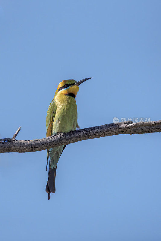 彩虹食蜂鸟(Merops ornatus)